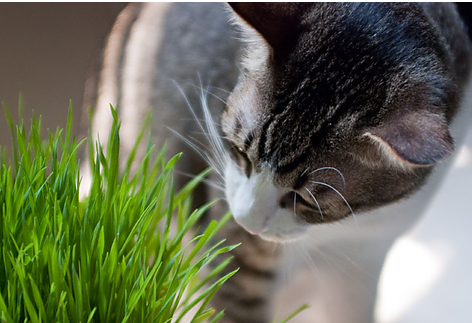 猫咪有毛球吐不出怎么办,吃草可以让猫吐毛球