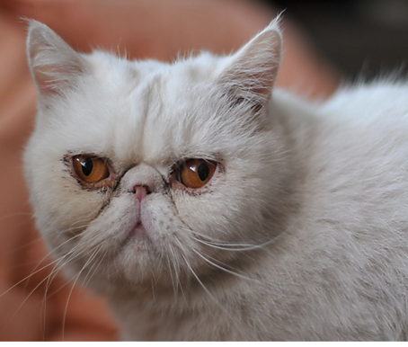 什么是猫咪泪痕,猫咪泪痕重是什么样子原因